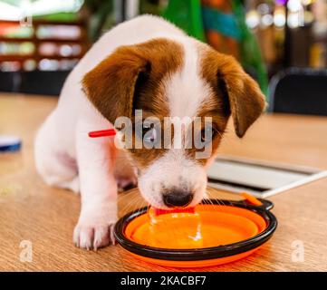 Un piccolo cane cucciolo carino beve fuori dalla sua ciotola su un tavolo in un bar a Hoi An, Vietnam Foto Stock