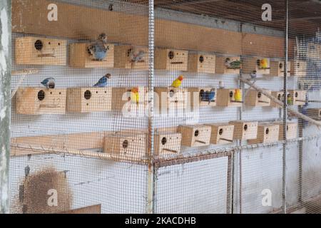 I pappagalli belli e colorati nella gabbia, Rasdhoo villaggio, Maldive. Foto Stock