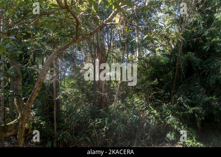 Foresta pluviale subtropicale a metà piano sul Monte Tamborine, Queensland, Australia. Alberi, gengivali, palme, eucalipti. Tranquillo e tranquillo. Habitat di Koala. Foto Stock