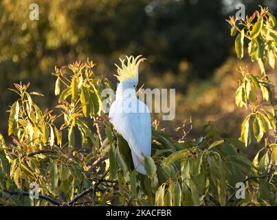 Cockatoo allo zolfo australiano, cacatua galerita, arroccato sulla cima dell'avocado, persea americana, alla luce del sole serale. Primavera, Queensland. Foto Stock