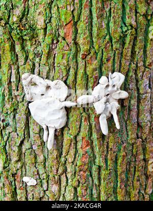 l'uomo e la moglie di gomma da masticare hanno postato ad un albero Foto Stock