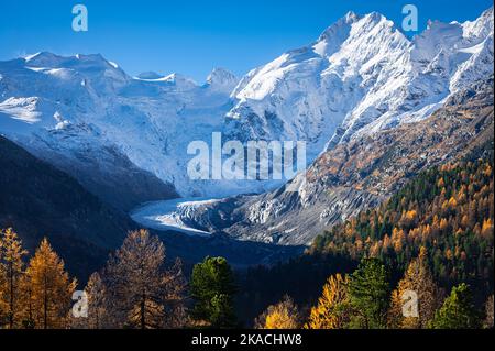 Ghiacciaio di Morteratsch, Svizzera, una mattina di ottobre, dove il sole illumina gli alberi di larice dorato e la neve fresca sulla cima delle montagne. Foto Stock