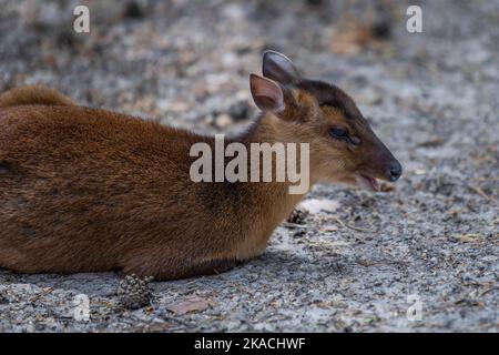 Muntjac cinese, Muntiacus reevesi. Muntjac si trova sulla sabbia all'ombra Foto Stock