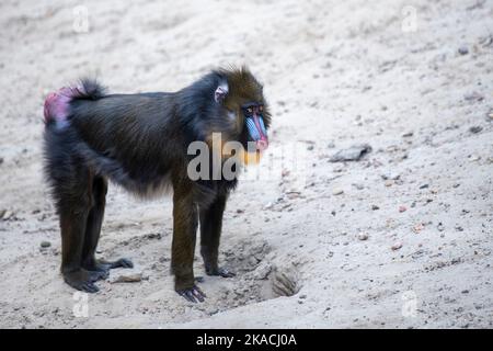 Mandrill passeggiate sulla sabbia, passeggiate scimmie sulla sabbia vista laterale. Foto Stock