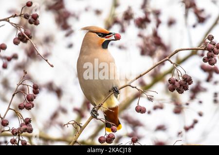 L'alveo boemo (Bombycilla garrulus) è un uccello passerino di medie dimensioni. Si alleva nel Nord Europa e in inverno può migrare fino a sud Foto Stock