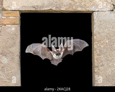 Pipistrello che vola attraverso la finestra. Il pipistrello grigio dalle orecchie lunghe (Plecotus austriacus) è un pipistrello europeo piuttosto grande. Ha orecchie distintive, lunghe e con una dist Foto Stock