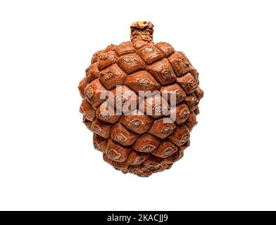 cono di pino chiuso isolato su fondo bianco. Foto Stock