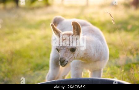 Bella scena fattoria all'alba con gruppo di alpaca grigia, marrone e nera a piedi e pascolo su collina erbosa retroilluminata al sorgere del sole con alberi sullo sfondo. Estate in campagna francese Foto Stock