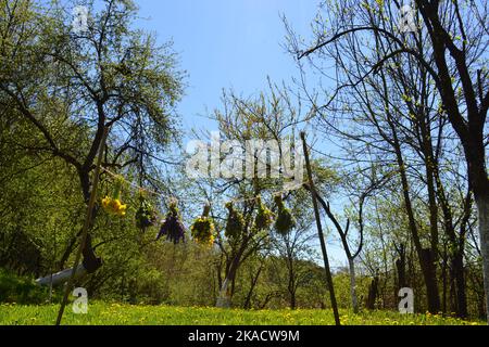 Bouquet di piante medicinali appesi e lasciati asciugare in giardino Foto Stock