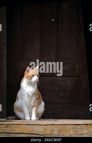 Gatto grasso bianco e arancione seduto davanti alla porta Foto Stock