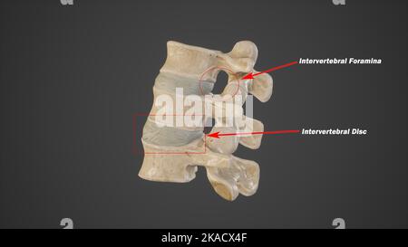 Illustrazione medica della foramina intervertebrale e del disco intervertebrale Foto Stock