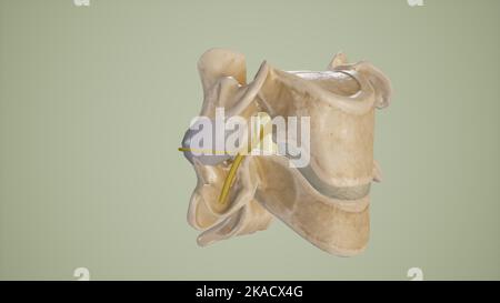 Illustrazione medica della foramina intervertebrale con nervi spinali emergenti Foto Stock