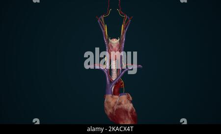 Neurovasculatura della ghiandola tiroidea e Larynx Foto Stock