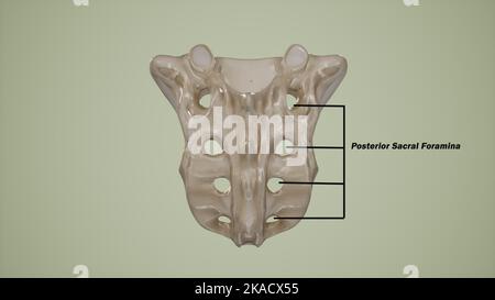 Vista posteriore del sacro umano che mostra la foramina sacrale posteriore marcata Foto Stock