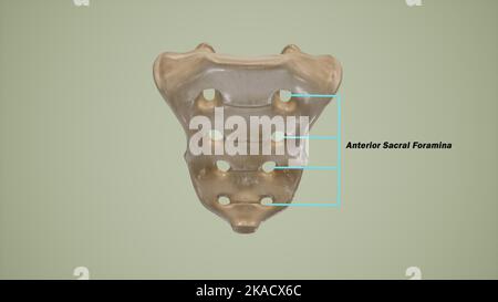 Vista anteriore del sacro umano che mostra la foramina sacrale anteriore marcata Foto Stock