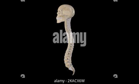 Vista laterale dell'anatomia della colonna vertebrale che mostra le curvature della colonna vertebrale Foto Stock