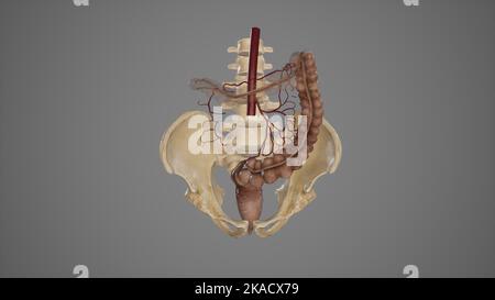 Illustrazione medica dell'arteria mesenterica inferiore e dei suoi rami Foto Stock