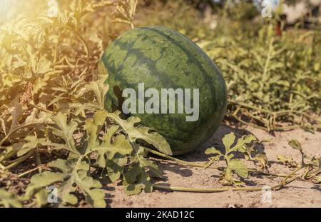 Frutti di anguria verde che crescono sul campo. Melone ad acqua Foto Stock