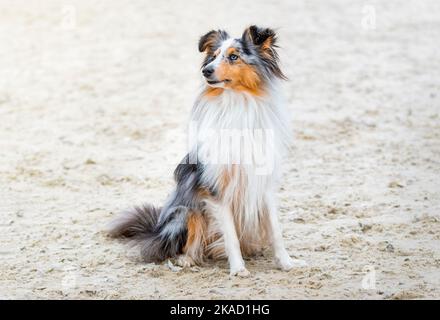 Collie. Sheltie. Cane. Splendido bel peluche tricolore shetland, cane ritratto esterno in una giornata di sole estate. Piccolo cucciolo collie cane sorridente Foto Stock