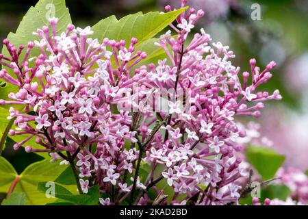 Syringa x prestigio, fioritura, Preston Lilac, Rosa, Lilac syringa, Fioritura, Fiore, Oleaceae, pianta Foto Stock