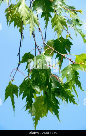 Betula pendula Dalecarlica, betulla d'argento, foglie, Primavera, Foliage Foto Stock