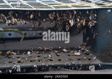 colonia di giovani organismi marini, biofouling su detriti antropogeni galleggianti (pallet di plastica galleggiante scartato) Foto Stock