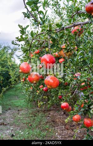 Melograni rossi maturi crescono sull'albero di melograno nel giardino Foto Stock