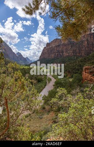 Il paesaggio mozzafiato nel verde canyon del parco nazionale di Zion, dove il fiume vergine scorre attraverso il paesaggio, Utah, USA Foto Stock