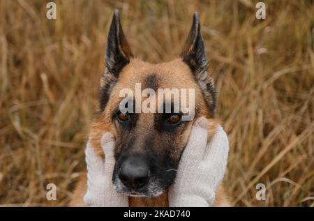 Cane a contatto con i guanti in maglia con le mani. Adulto serio Pastore tedesco con muso grigio, il proprietario tocca faccia cani. Fedele e devoto migliore amico Foto Stock