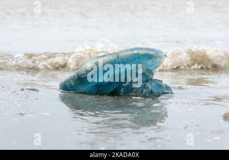 Medusa blu sulla spiaggia, bagnata sulla riva Foto Stock