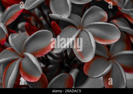 Il fiore in scala di grigi dei fiori di Plumeria detto frangipani è un genere di piante da fiore della sottofamiglia Rauvolfioideae Foto Stock