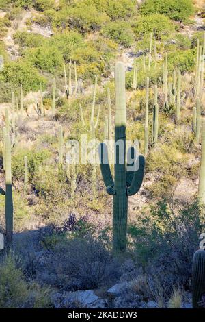 Un colpo verticale di un cactus Saguaro arboreo cresciuto in un campo deserto in estate Foto Stock