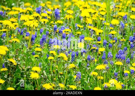 Muscari in un prato giallo blu Dandelions Giardino primaverile Fiori di prato uva Giacinto Muscari armeniacum Fiori Taraxacum officinale Primavera Foto Stock