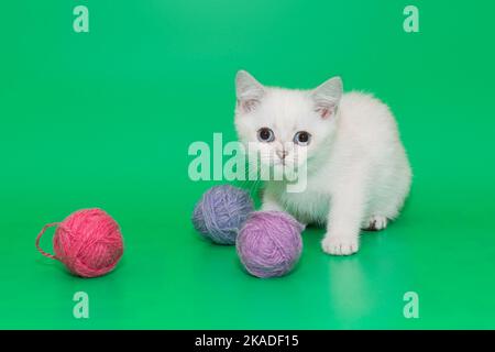 Gattino scozzese bianco su fondo verde e palle di lana multicolore Foto Stock