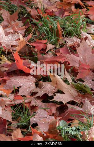 Gocce di pioggia sulle foglie autunnali che sono caduti a terra e sono sdraiati nell'erba Foto Stock