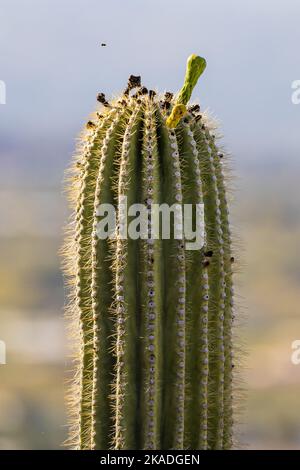 Un colpo verticale di un cactus Saguaro arboreo cresciuto in un campo deserto in estate Foto Stock