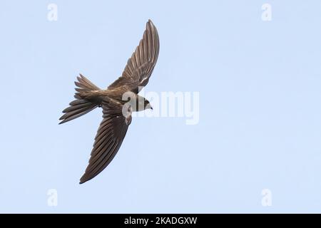 La palma asiatica Swift (Cypsiurus balasiensis) in volo Foto Stock