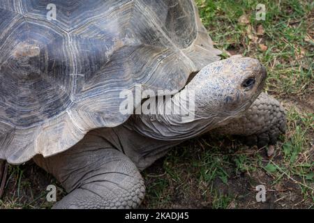 Primo piano di una vecchia tartaruga gigante di Aldabra. Foto Stock