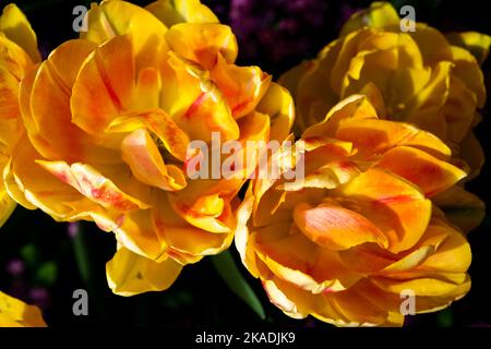 Un primo piano dei tulipani gialli luminosi nei Giardini Butchart. Brentwood Bay, British Columbia, Canada. Foto Stock