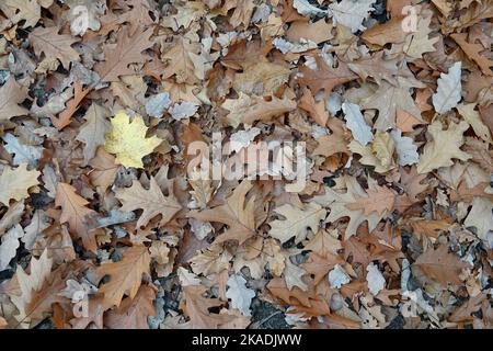 Foglie autunnali marroni asciutte con uno sfondo giallo. All'aperto. Immagine colorata del retro delle foglie autunnali cadute, perfetta per l'uso stagionale. Spazio per Foto Stock