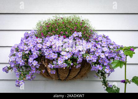 Fiori viola in un cesto di vimini appeso a una parete di legno bianco. Arredamento rustico. Foto Stock