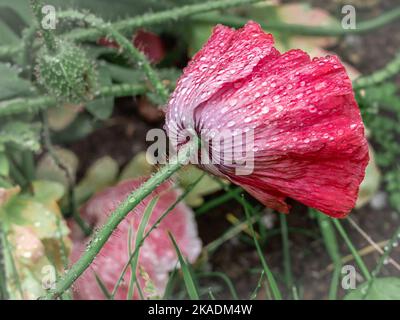 Un papavero rosso (Papaver rhoreas) fiore bagnato dopo la pioggia, su uno sfondo verde. Foto Stock