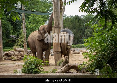 Due elefanti indiani (Elephas maximus indicus) mangiano fieno nel giardino zoologico di Breslavia, Polonia. Foto Stock