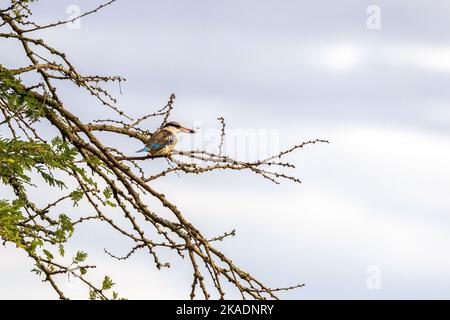 Gli adulti fanno il Martin pescatore a strisce, halcyon chelicuti, arroccato in un albero nel Parco Nazionale della Regina Elisabetta, Uganda. Questo uccello ha catturato una libellula. Morbida b Foto Stock