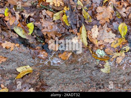 Foglie gialle e marroni autunnali su sfondo sfocato di terreno umido Foto Stock