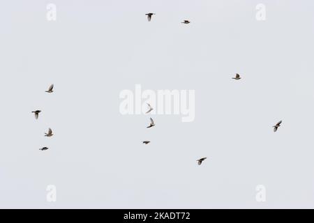 Piccolo gregge di uccelli migratori di Redwing (Turdus iliacus) che sono arrivati da tutto il Mare del Nord, West Yorkshire, Inghilterra, Regno Unito Foto Stock