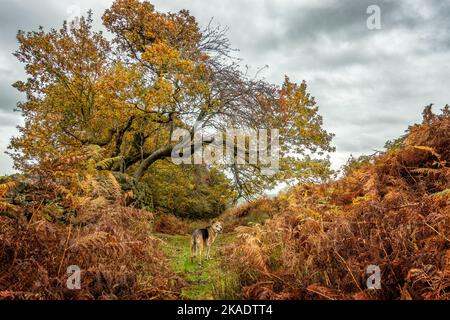 Cane in una scena autunnale brughiera con foglie dorate sugli alberi e salmastra che cambia colore sulle brughiere, Burley Moor, West Yorkshire, UK Foto Stock