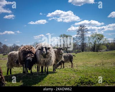 Un gregge di pecore in un campo di pascolo. Niente gente, cielo blu. Foto Stock
