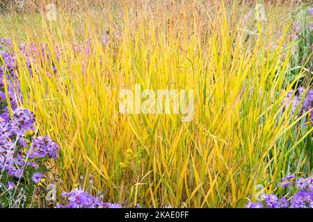 Autunno, Switch Grass, Panicum virgatum Strictum switchgrass, Giardino, erba, colore ottobre Asters Panicum Garden Foto Stock