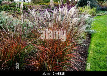 Miscanthus Sinensis, ferner Osten, erba ornamentale con sfumature autunnali. Eulalia ferner Osten, Miscanthus sinensis Estremo Oriente, Poaceae Foto Stock